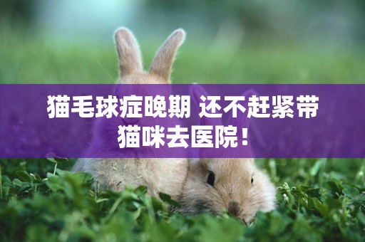貓毛球癥晚期 還不趕緊帶貓咪去醫院！