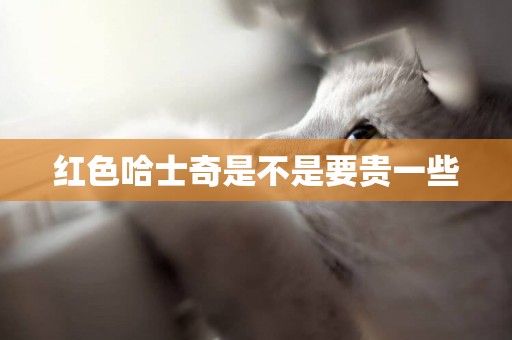紅色哈士奇是不是要貴一些