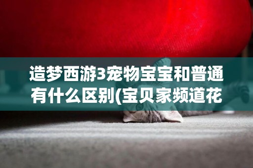 造夢西游3寵物寶寶和普通有什么區別(寶貝家頻道花園寶寶) 