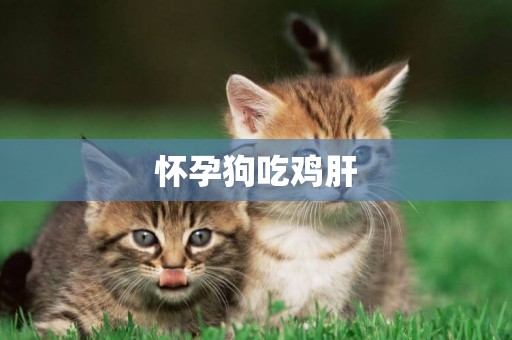懷孕狗吃雞肝