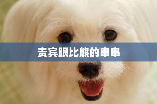 貴賓跟比熊的串串