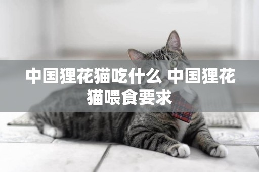 中國貍花貓吃什么 中國貍花貓喂食要求
