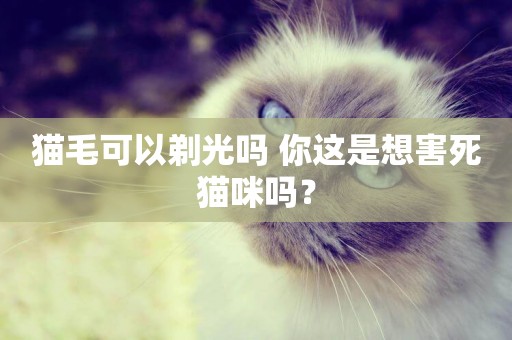 貓毛可以剃光嗎 你這是想害死貓咪嗎？