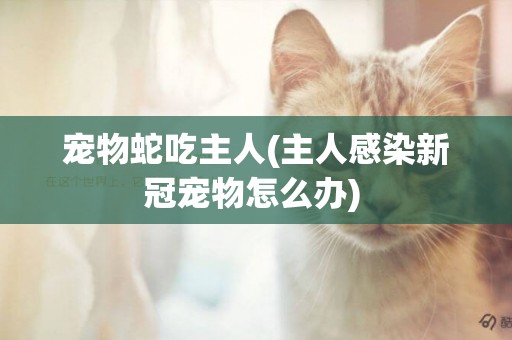 寵物蛇吃主人(主人感染新冠寵物怎么辦) 