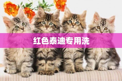 紅色泰迪專用洗