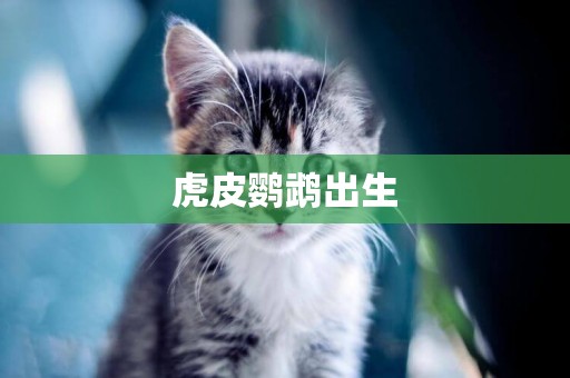 虎皮鸚鵡出生