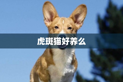 虎斑貓好養么