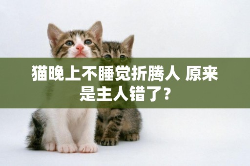 貓晚上不睡覺折騰人 原來是主人錯了？