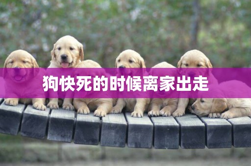 狗快死的時候離家出走