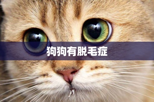 狗狗有脫毛癥