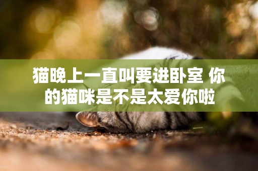 貓晚上一直叫要進臥室 你的貓咪是不是太愛你啦