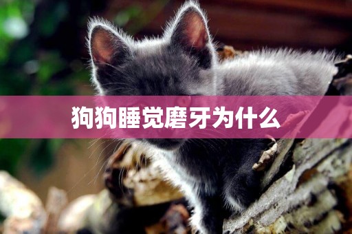 狗狗睡覺磨牙為什么