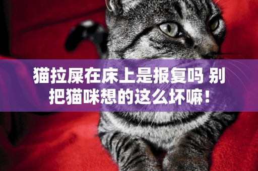 貓拉屎在床上是報復嗎 別把貓咪想的這么壞嘛！