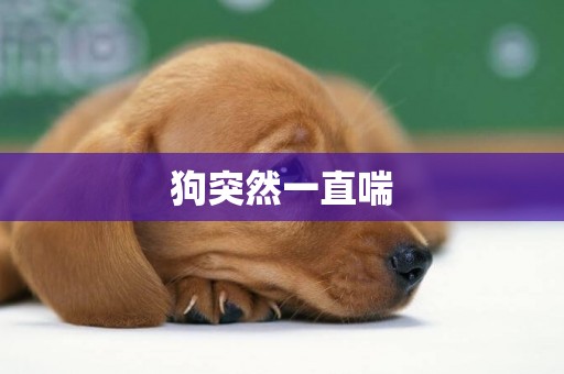 狗突然一直喘