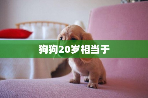 狗狗20歲相當于