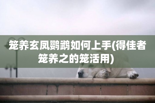 籠養玄鳳鸚鵡如何上手(得佳者籠養之的籠活用) 