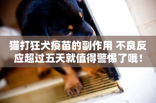 貓打狂犬疫苗的副作用 不良反應超過五天就值得警惕了哦！