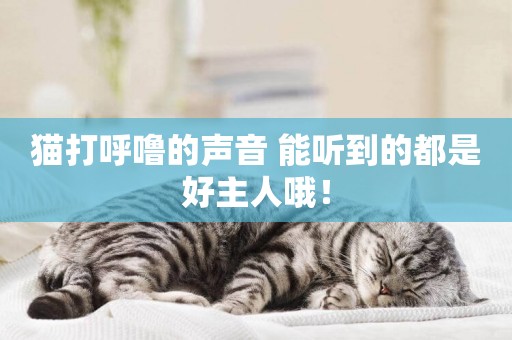 貓打呼嚕的聲音 能聽到的都是好主人哦！