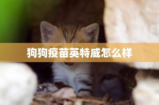 狗狗疫苗英特威怎么樣