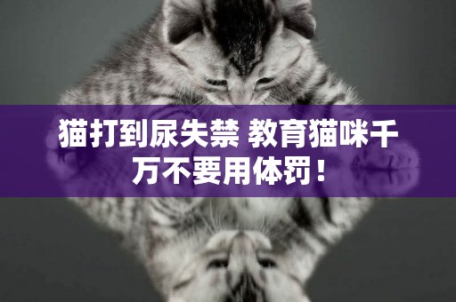 貓打到尿失禁 教育貓咪千萬不要用體罰！