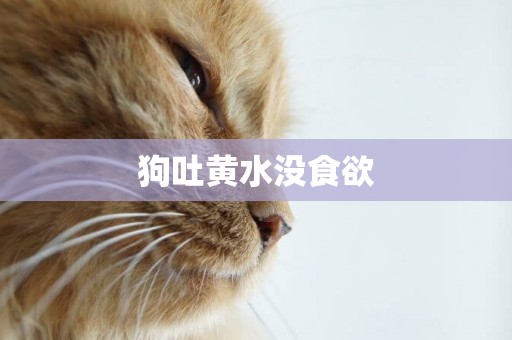 狗吐黃水沒食欲