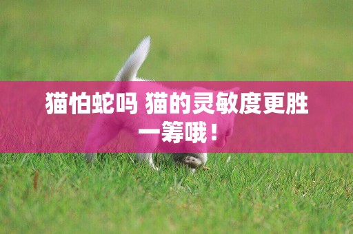 貓怕蛇嗎 貓的靈敏度更勝一籌哦！