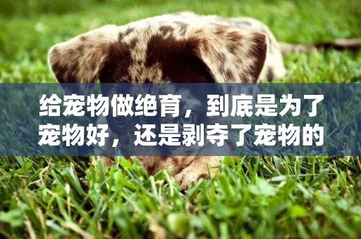 給寵物做絕育，到底是為了寵物好，還是剝奪了寵物的權利 
