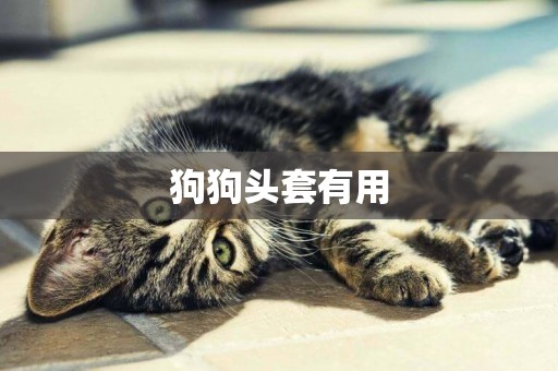 狗狗頭套有用