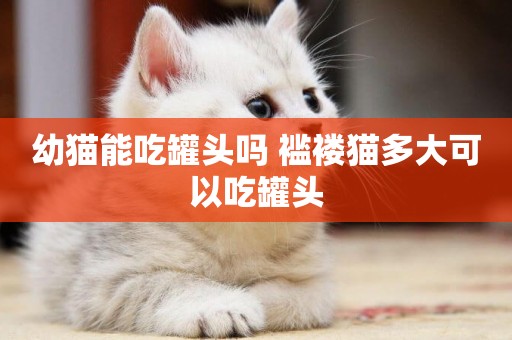 幼貓能吃罐頭嗎 襤褸貓多大可以吃罐頭