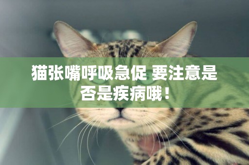 貓張嘴呼吸急促 要注意是否是疾病哦！
