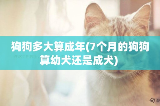 狗狗多大算成年(7個月的狗狗算幼犬還是成犬) 