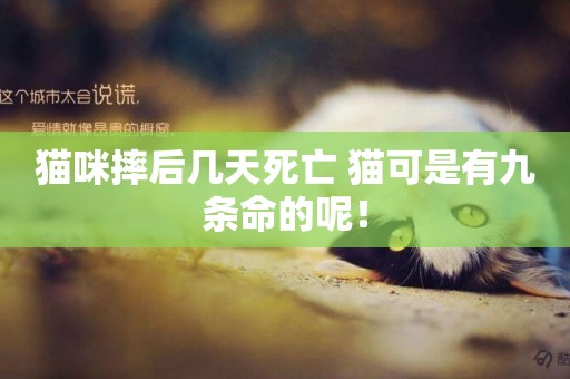 貓咪摔后幾天死亡 貓可是有九條命的呢！