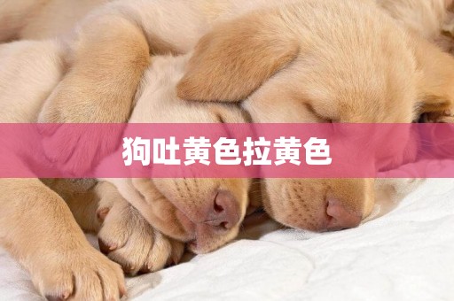 狗吐黃色拉黃色