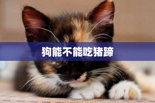 狗能不能吃豬蹄