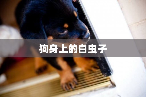 狗身上的白蟲子