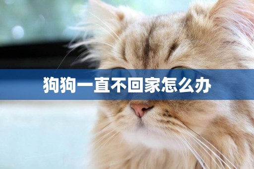 狗狗一直不回家怎么辦