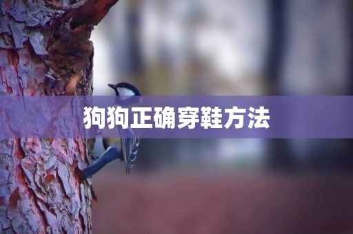 狗狗正確穿鞋方法