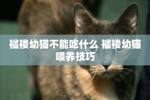 襤褸幼貓不能吃什么 襤褸幼貓喂養技巧