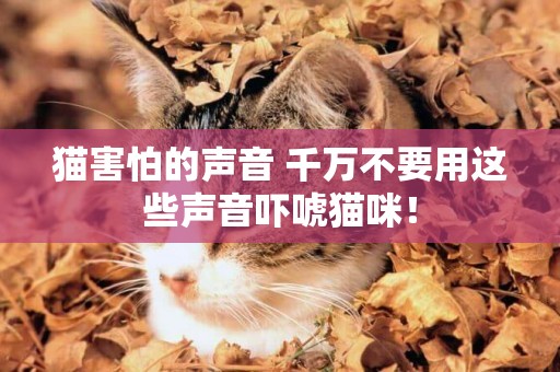 貓害怕的聲音 千萬不要用這些聲音嚇唬貓咪！