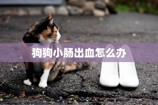 狗狗小腸出血怎么辦