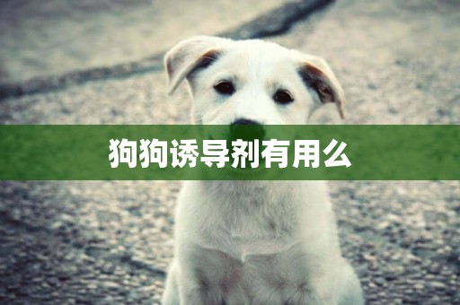 狗狗誘導劑有用么