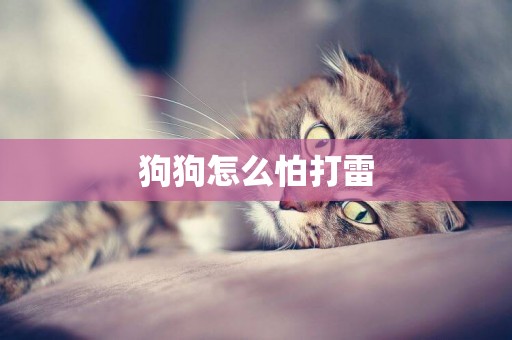 狗狗怎么怕打雷