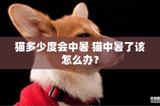 貓多少度會中暑 貓中暑了該怎么辦？