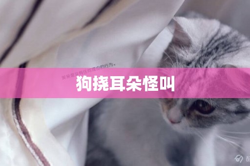 狗撓耳朵怪叫