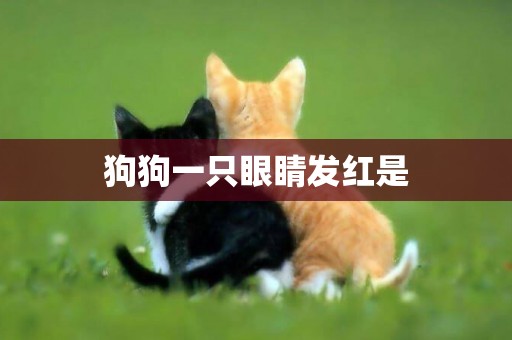 狗狗一只眼睛發紅是