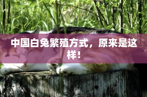 中國白兔繁殖方式,原來是這樣! 中國白兔繁殖方式,原來是這樣!