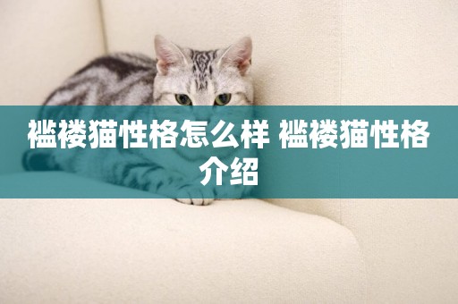 襤褸貓性格怎么樣 襤褸貓性格介紹
