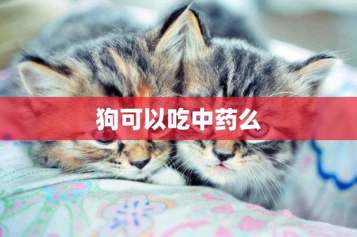 狗可以吃中藥么