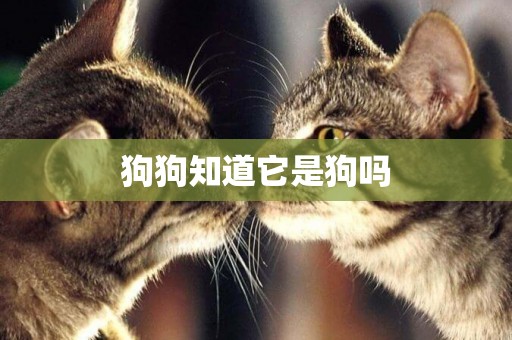 狗狗知道它是狗嗎