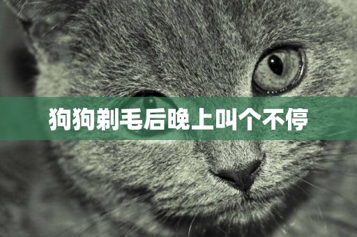 狗狗剃毛后晚上叫個不停